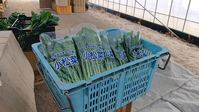 小松菜栽培や出荷の様子